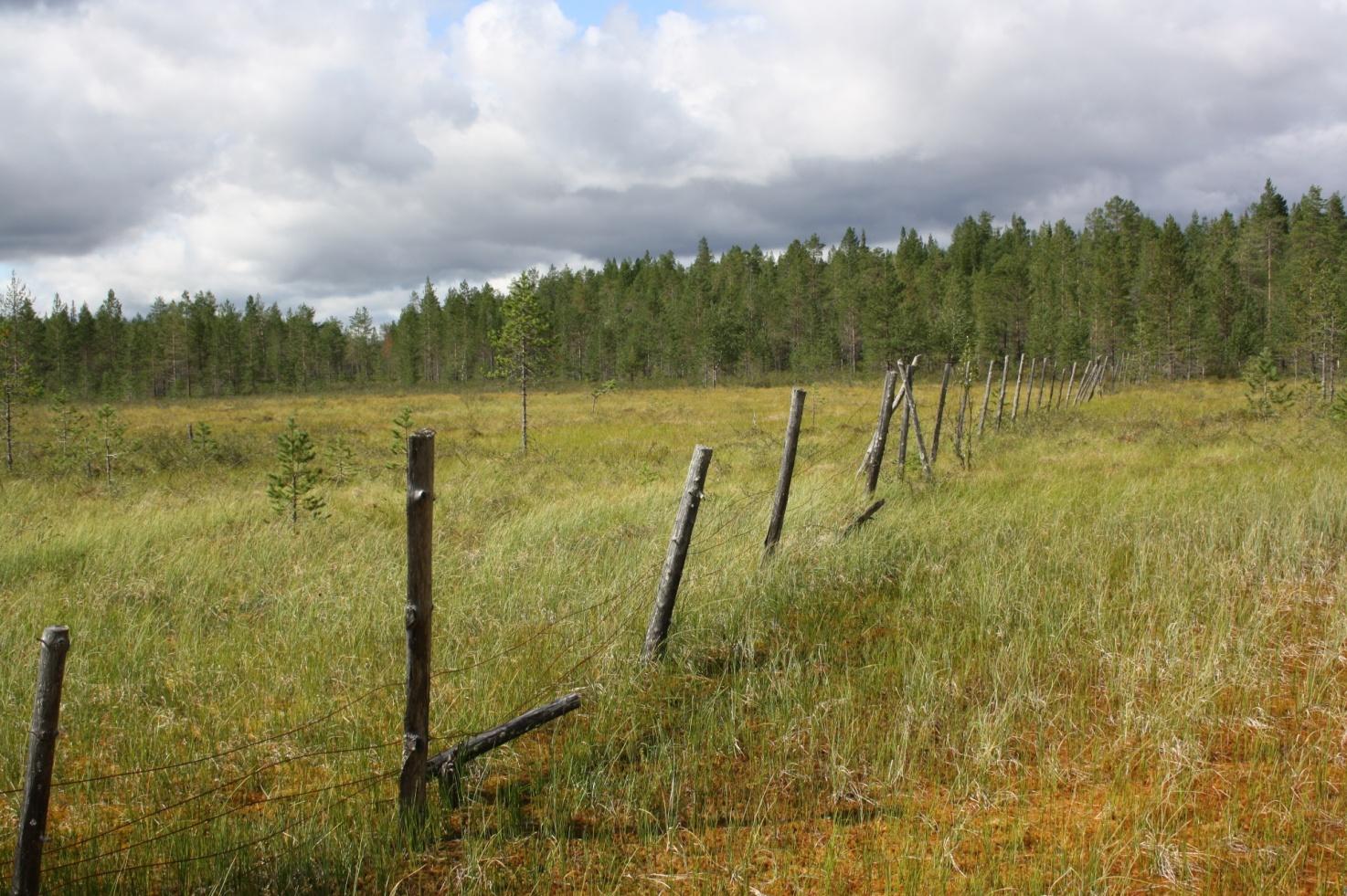 KERÄÄMINEN MAASTOSTA