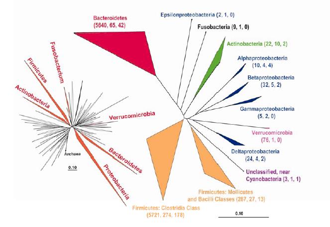 1000-1150 bacterial species (phylotypes) 80% were earlier unknown 160 species were commonly shared 75 spp.