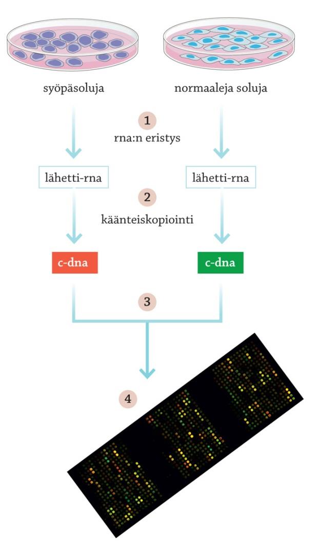 Eristetään tutkittavista soluista l-rnata 3. Muutetaan l-rnat käänteiskopioijaentsyymin avulla cdnaksi (ei introneita). 4.