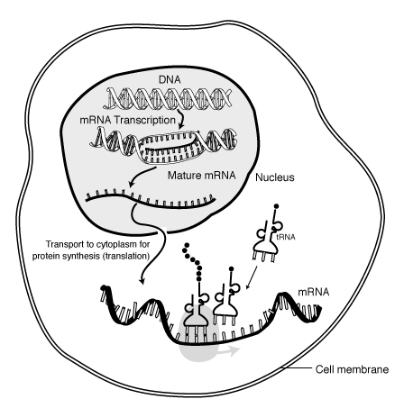 Transkriptio (mrna