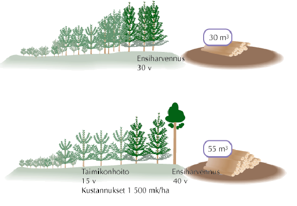 ha* Nettotulo -1 600 mk/ha * sisältää nuoren metsän hoidon