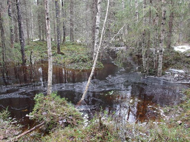 Humuspitoinen vesi voi olla lähes mustaa myös luonnontilaisissa suopuroissa.