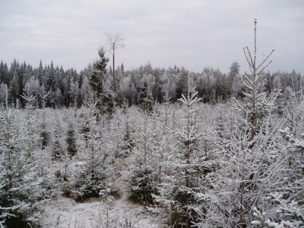 Kriteeri 2 Metsien puusto säilytetään hiilinieluna Metsävarojen määrä ja laatu turvataan huolehtimalla metsän uudistamisesta uudistushakkuissa.