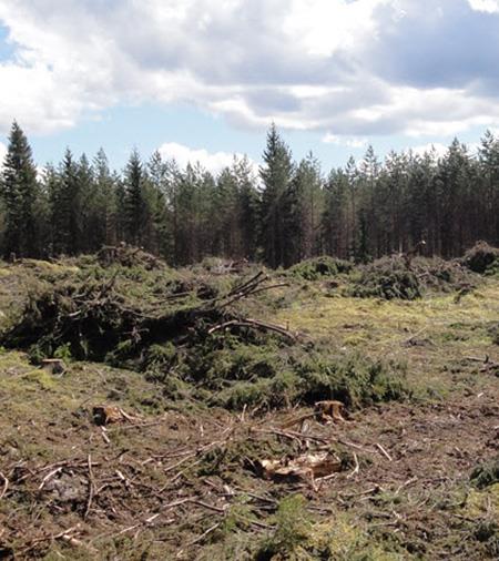 Kriteeri 7 Energiapuuta korjataan kestävästi Korjattaessa latvusmassaa ja kantoja hakkuualoilta toimitaan tavoilla,