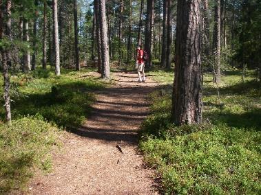 Kriteeri 29 Metsien monikäyttöedellytyksiä edistetään 62 Ulkoilureittien kulkukelpoisuutta, metsästys- ja riistanhoitomahdollisuuksia sekä luomuluonnontuotteiden keruumahdollisuuksia edistetään