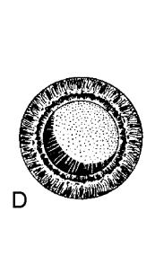 7 a) b) Kuva 2. a) Kaavakuva silmästä.