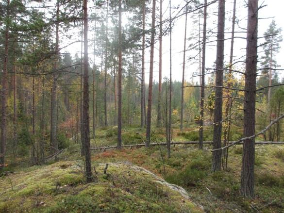 KORTTELITIEDOT, KORTTELI 1 11 Kaavoitus Tontti 1: Asuinpientalojen korttelialue. Suurin sallittu kerrosluku on kaksi.