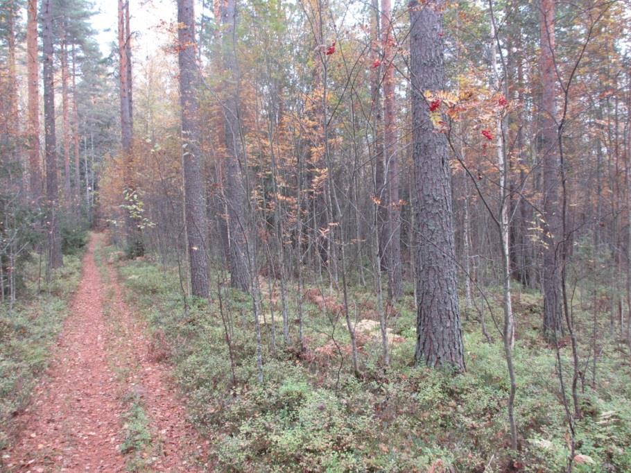 KORTTELITIEDOT, KORTTELI 12 22 Kaavoitus Asuinrakennusten korttelialue. Ehdottomasti käytettävä kerrosluku on kaksi.