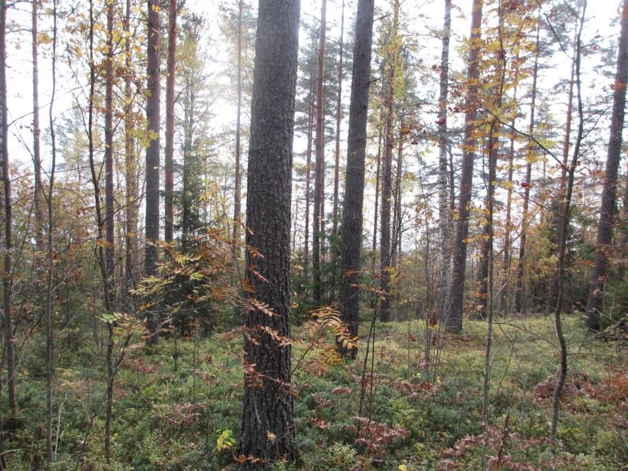 KORTTELITIEDOT, KORTTELI 22 32 Kaavoitus Asuinrakennusten korttelialue. Suurin sallittu kerrosluku on kaksi.