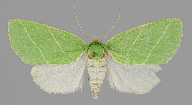 Teksti: Harri Jalava (Perhoswiki 2015-04-29) Kuvat: Kuvapankki (http://insects.