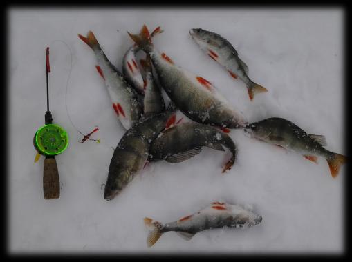 Pilkkiminen Pilkkiminen on talvikalastusta, jossa kalastetaan jäähän kairatun reiän kautta. Pilkkiongintavälineillä voi kalastaa myös avoveden aikaan, esim. veneestä tai laiturilta.
