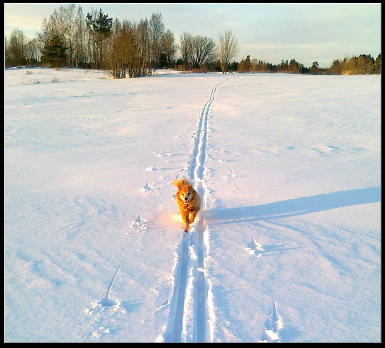 Hyvää joulua ja onnellista uutta vuotta!