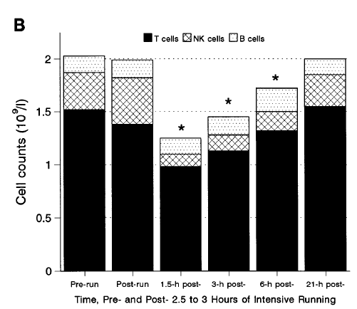 14 KUVA 5 Kovatehoisen kuormituksen vaikutukset lymfosyyttien määriin (Nieman 1997).