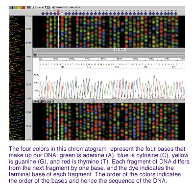 DNA-tunniste Jokainen solumme sisältää DNA:ta (deoksiriboosinukleiinihappo), joka on meille jokaiselle yksilöllinen.