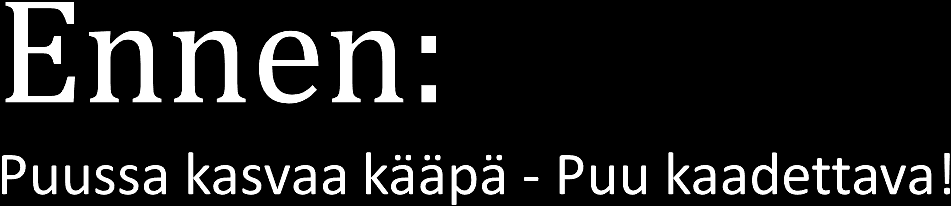 Nykyään: Mikä kääpä, mitä aiheuttaa puulle, tarvitaanko mittauksia, onko puu jo