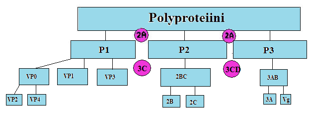 proteiinista. (Bedard & Semler 2004; Racaniello 2007, 801-802.) Pilkkoutuneiden prekursio proteiinien tehtävät on kuvattu taulukossa 1. 26 KUVA 5. Enteroviraalisen polyproteiinin pilkkoutuminen.