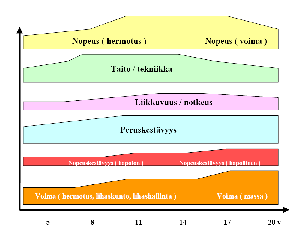 Fyysisten ominaisuuksien herkkyyskaudet ja painopistealueet eri ikävaiheissa.