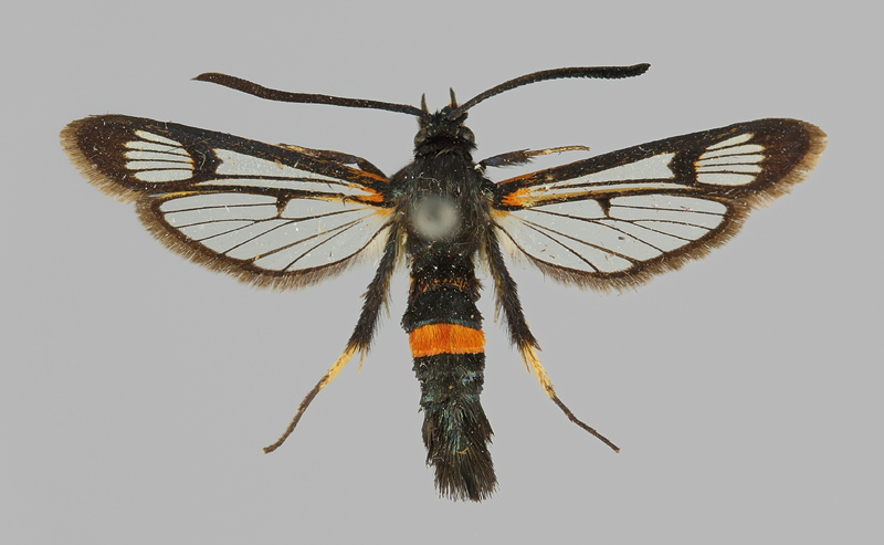 Teksti: Harri Jalava (Perhoswiki 2015-05-02) Kuvat: Kuvapankki (http://insects.