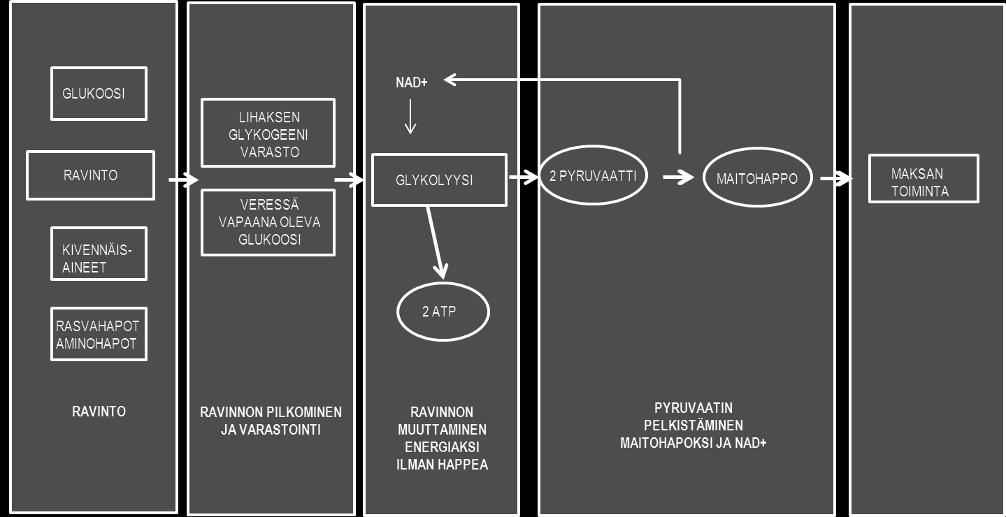 13 Levossa ihminen tuottaa tarvitsemansa energian pääsääntöisesti rasvahapoista, mutta liikuntasuoritusten aikana energialähteenä käytetään veressä vapaana olevaa glukoosia ja lihaksiin