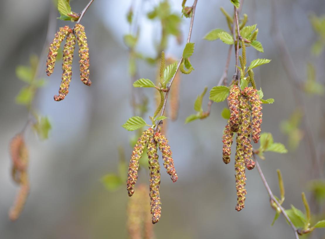 Kenelle/miksi/milloin tulee ongelmia?