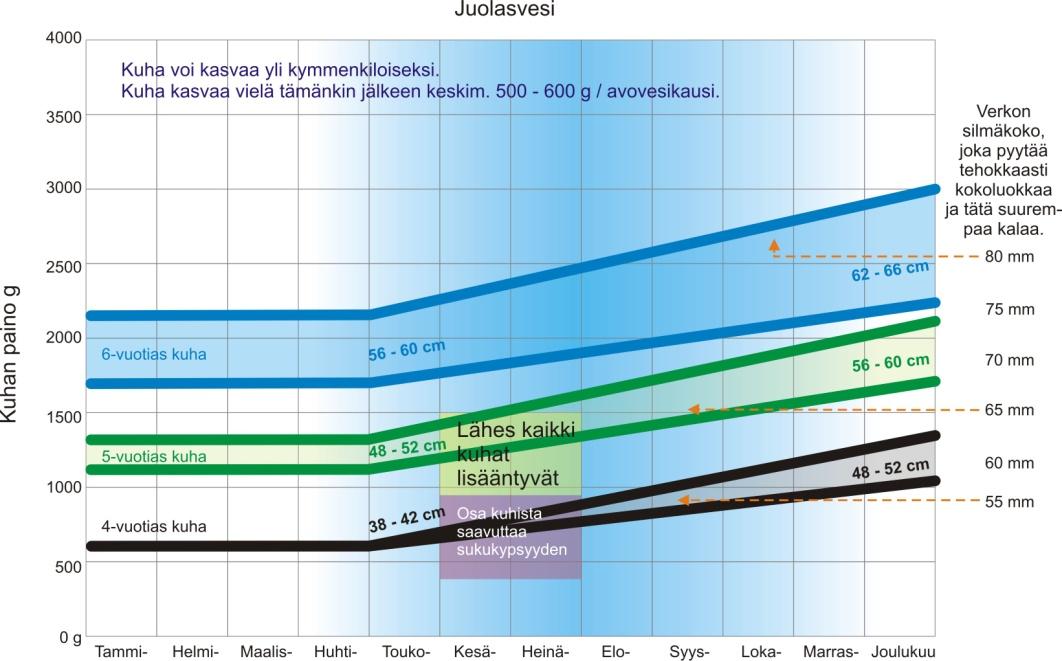 Kuhan kasvu Juolasvedessä suomuaineistojen perusteella, sekä sopivat verkon solmuharvuudet tietynkokoiselle kalalle.