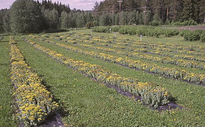 Kuivattu juuri on punaruskea väriltään. Versot ovat tiheälehtisiä, kaljuja ja 15-30 cm korkeita. Versot ovat pystyjä, mutta kaatuvat usein kasvukauden lopulla.