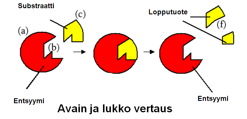 Fytaasi-entsyymin toiminta = Fytiinihappo myo-inositoli-fosfaatti epäorgaaninen fosfaatti Fytaasi- Fytaasi- Entsyymit (a) ohjaavat ja nopeuttavat (katalysoivat) reaktioita, jolloin reagoiva