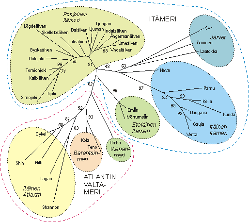 Pohjois- Euroopan lohikantojen sukulaisuus.