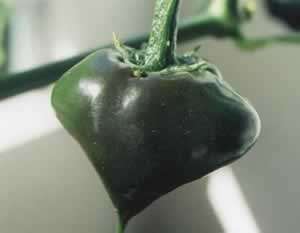 Poblano (C.