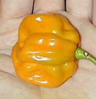 Habanero (C.