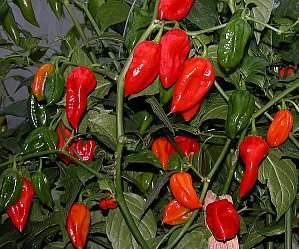 Fatalii (C.