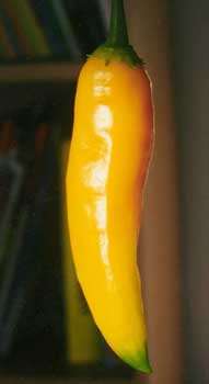 Aji Amarillo (C.