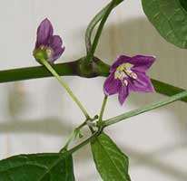 Capsicum pubescens Intiaanien käyttämä nimi rocoto Andien vuoristosta 2000-4500 m Andien intiaanit ovat käyttäneet