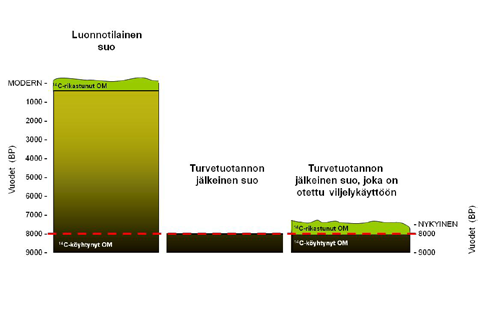 tutkitaan kuitenkin edelleen. 14 C-pitoisuus oli korkeampi juurissa (keskim. 2 %) kuin lehdissä (keskim. 0.9 %).