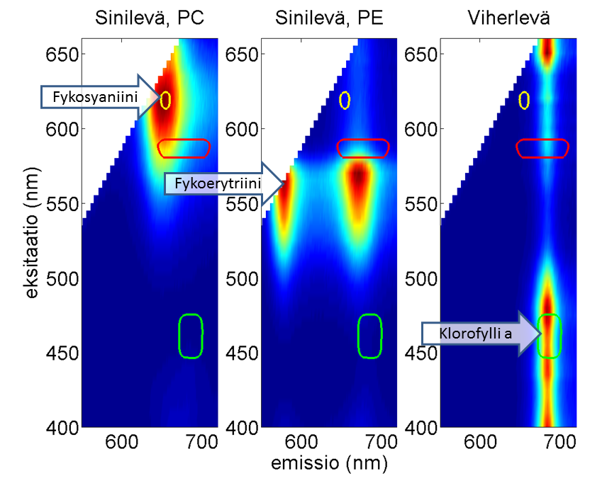 Klorofyllifluorometreillä ei voida kunnolla havaita sinileviä, koska vain pieni osa sinilevien klorofyllistä sijaitsee fluoresoivassa fotosysteemi II:ssa (Kuva 3).