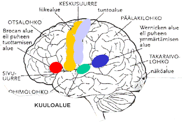 4 MITEN MUSIIKKI VAIKUTTAA IHMISEEN Musiikin vaikutusta ihmiseen on tutkittu paljon, ja sillä on todettu olevan hyvin suuri merkitys ihmisen terveyteen fyysisesti, psyykkisesti ja sosiaalisesti.