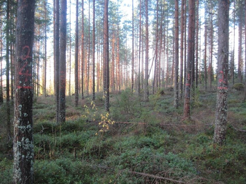 Sample plot 43 Stand A51 G, m 2 /ha (RELA) 28 G, m 2 /ha (CIRCLE) 27,4 Pine 100 Spruce 0 Birch 0 stems/sample plot 27 stems/ha 859 D 1,3