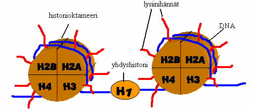 5 A) B) Kuva 1 A) DNA:n pakkautuminen kromosomeiksi. DNA:n kaksoiskierre kietoutuu histonien ympärille kromatiiniksi. Kromatiinissa on histonien lisäksi muitakin valkuaisia.