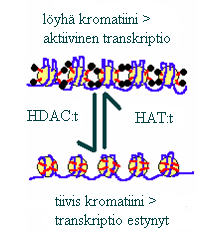 7 Kuva 2 Asetyloinnin ja deasetyloinnin vaikutus. Histonien lysiinihäntien asetylointi löystyttää DNA:n rakennetta ja johtaa siten transkriptioon.