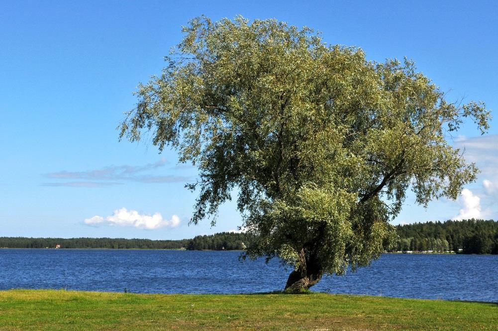 myöntämisperusteet Vanhustenhuollon