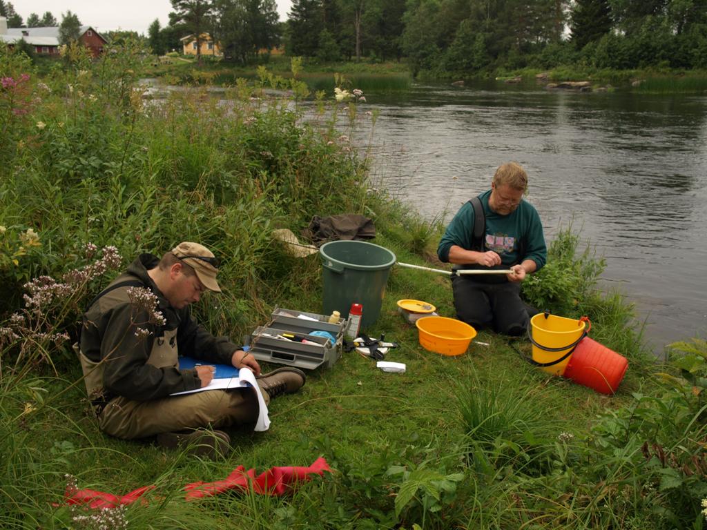 Kesänvanhojen lohenpoikasten tiheydet Simo- ja Tornionjoessa