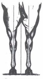 16.) Normaali jalka-asento on edestä katsottuna suora, jolloin voidaan piirtää suora viiva etujalan kyynärpään, polvinivelen keskikohdan ja vuohisnivelen keskikohdan kautta kavion keskiosaan.