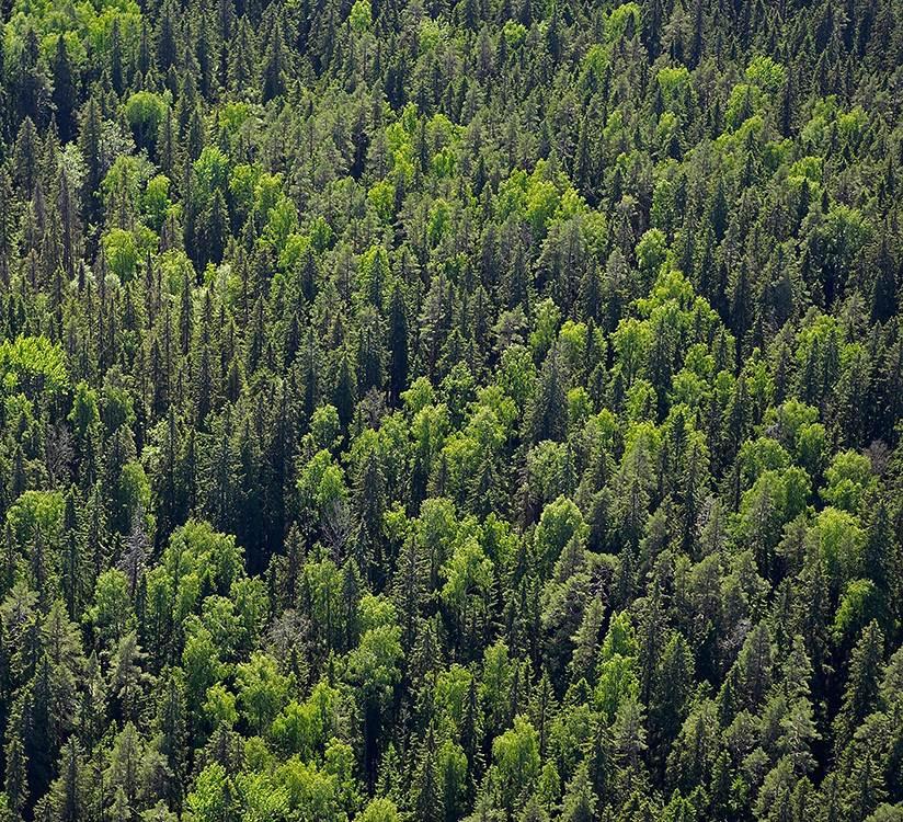 Taimien talveentumiskehitys nykyisessä ja tulevaisuuden
