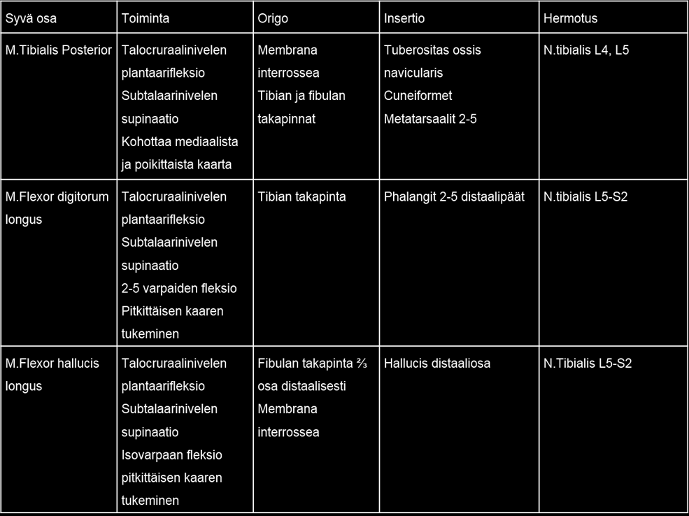 Liite 2 1 (2) Lihastaulukot Säären Posteriorisen ryhmän pinnalliset lihakset (Gillroy 2008: 398; Klein Mattys