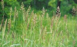 Rawmaterial Forest Agro BIOMASS Forest residues Extraction Extract PHWE Extracted biomass Alkaline extraction NaOH extract Refining products Hemicellulose Lignin Polyphenols Polyesters