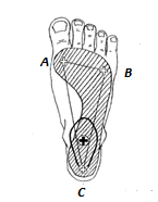 den mukaan. Mediaalinen pitkittäiskaari kulkee kantaluun ja ensimmäisen jalkapöydän luun distaalisen pään välillä. Se on joustava ja mukautuva rakenne.