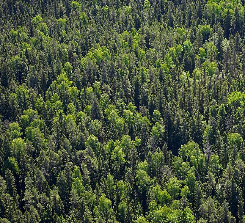 Pohjois-Pohjanmaan metsävarat ja hakkuumahdollisuudet