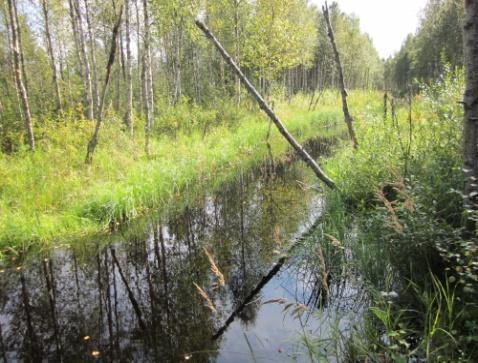 Luonnontilaisuusluokituksessa suolla tarkoitetaan suokokonaisuutta, joka on suoyhdistymä tai suoyhdistymän sisällä oleva vesitaloudeltaan taikka maisemaltaan erillinen, yhtenäinen kokonaisuus.