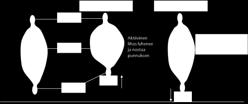 Tuolilta ylösnousu Nopeusvoima= Hermolihasjärjestelmän kyky tuottaa suurin mahdollinen voima lyhyimmässä mahdollisessa ajassa tai suurimmalla mahdollisella nopeudella Esim.