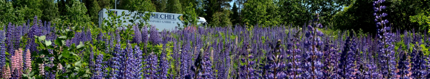 JOHDANTO Komealupiini ( Lupinus polyphyllus) on haitallinen vieraslaji.